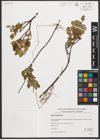 Foto von Salix myrtilloides L.